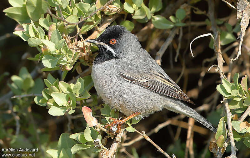 Rüppell's Warbler male immature, identification