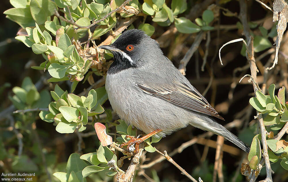 Fauvette de Rüppell mâle immature, identification