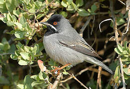 Rüppell's Warbler