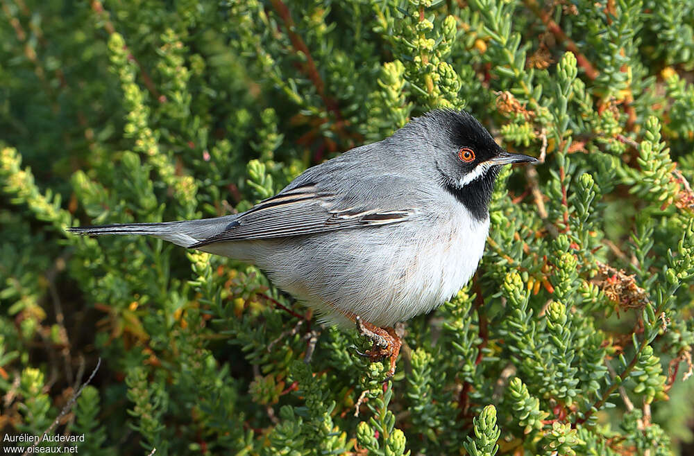 Rüppell's Warbler male subadult, identification