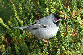 Rüppell's Warbler