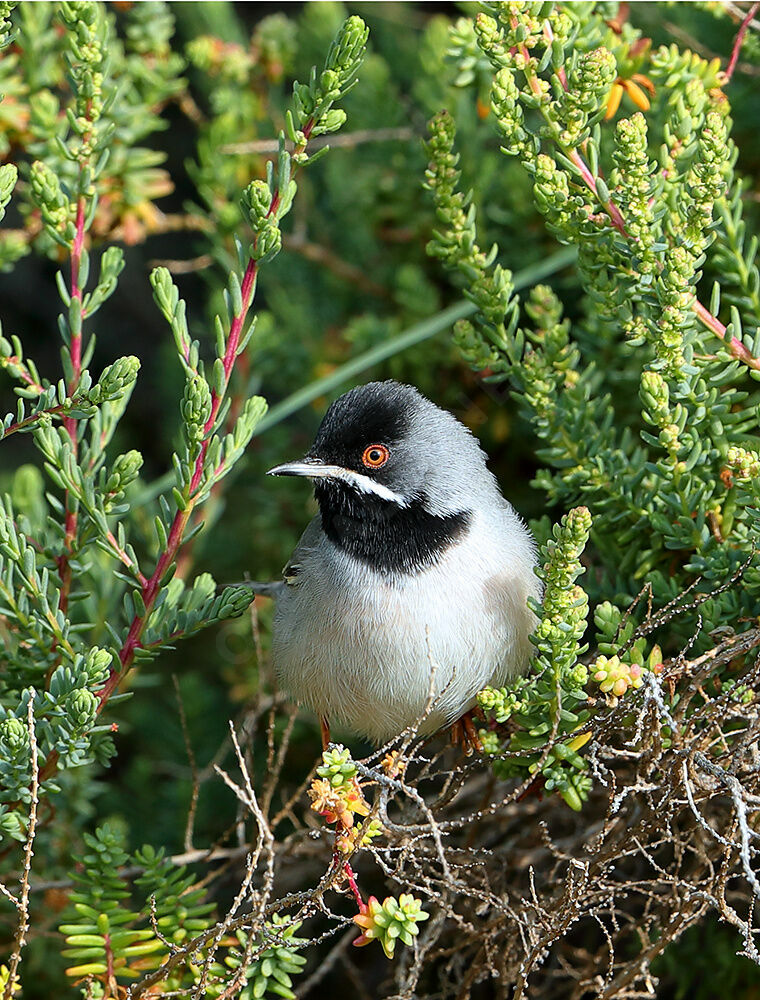 Fauvette de Rüppell