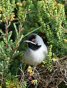 Rüppell's Warbler