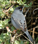 Rüppell's Warbler