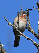 Eastern Subalpine Warbler