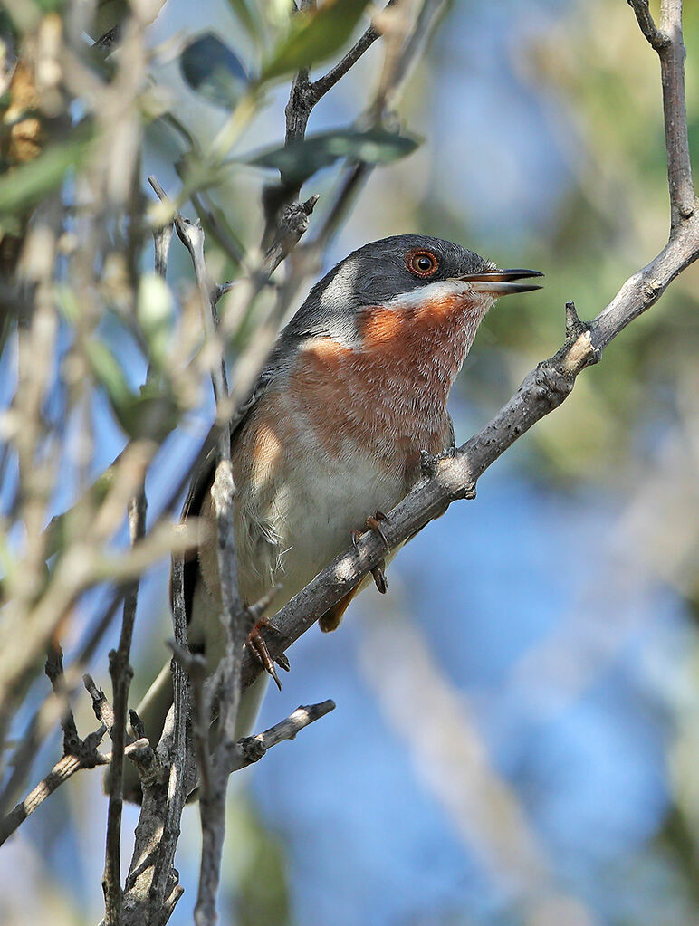 Fauvette des Balkans mâle adulte, identification