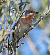 Eastern Subalpine Warbler