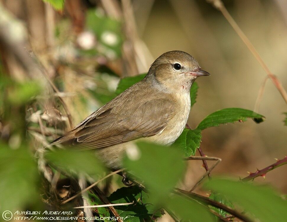 Garden Warbler