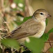 Garden Warbler