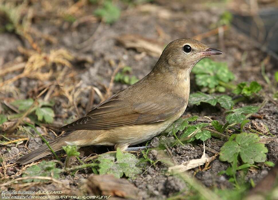 Garden Warbler