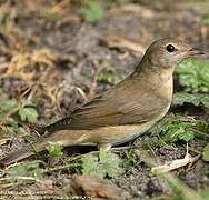 Garden Warbler