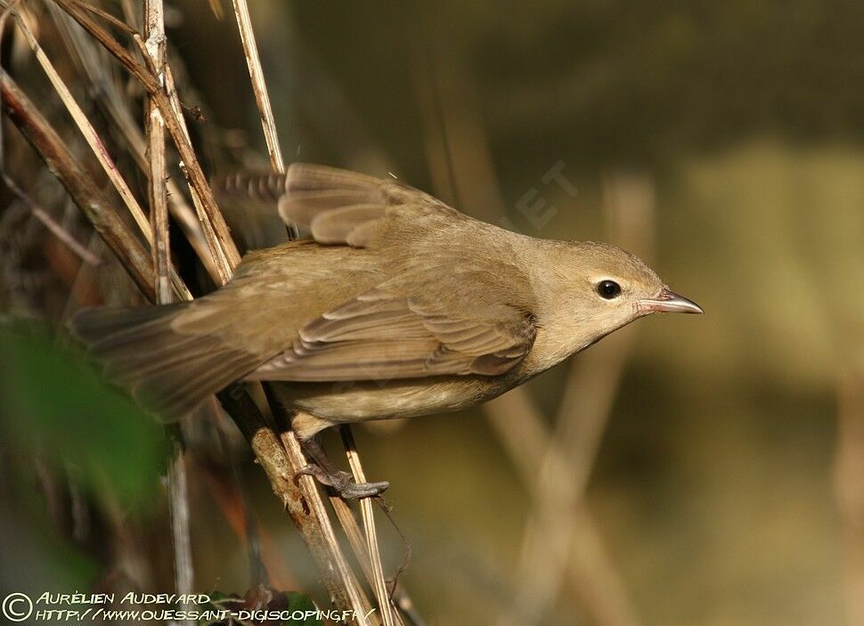 Garden Warbler