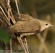 Garden Warbler