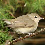 Garden Warbler