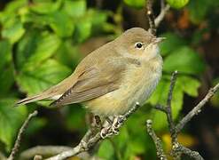 Garden Warbler