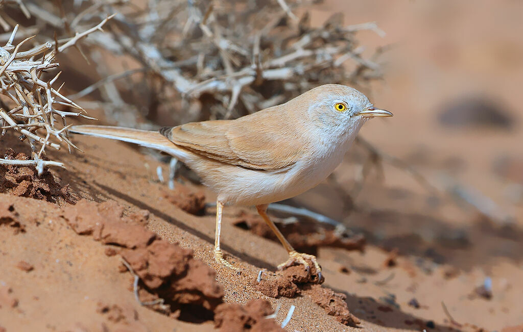 African Desert Warbler male adult breeding, identification, walking