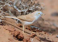 African Desert Warbler