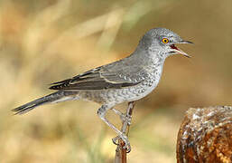 Barred Warbler