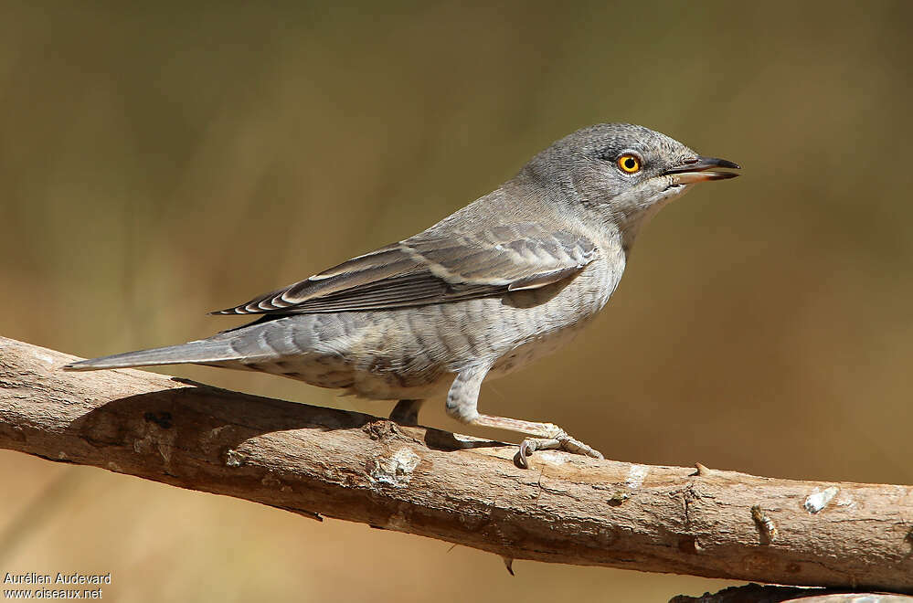 Fauvette épervière mâle adulte, identification