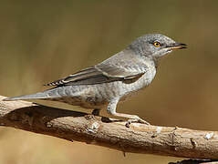 Barred Warbler