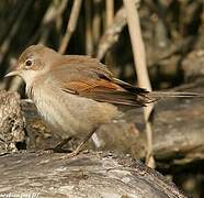 Common Whitethroat