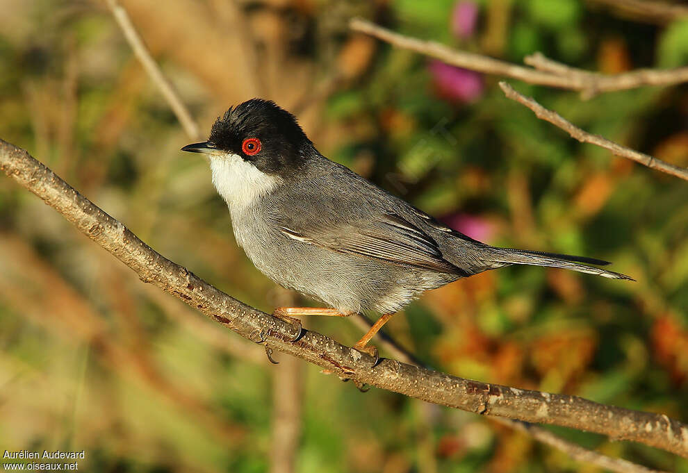 Sardinian Warbler male adult breeding, identification