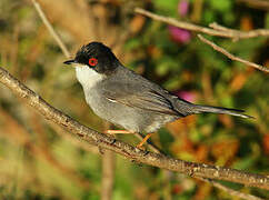 Sardinian Warbler