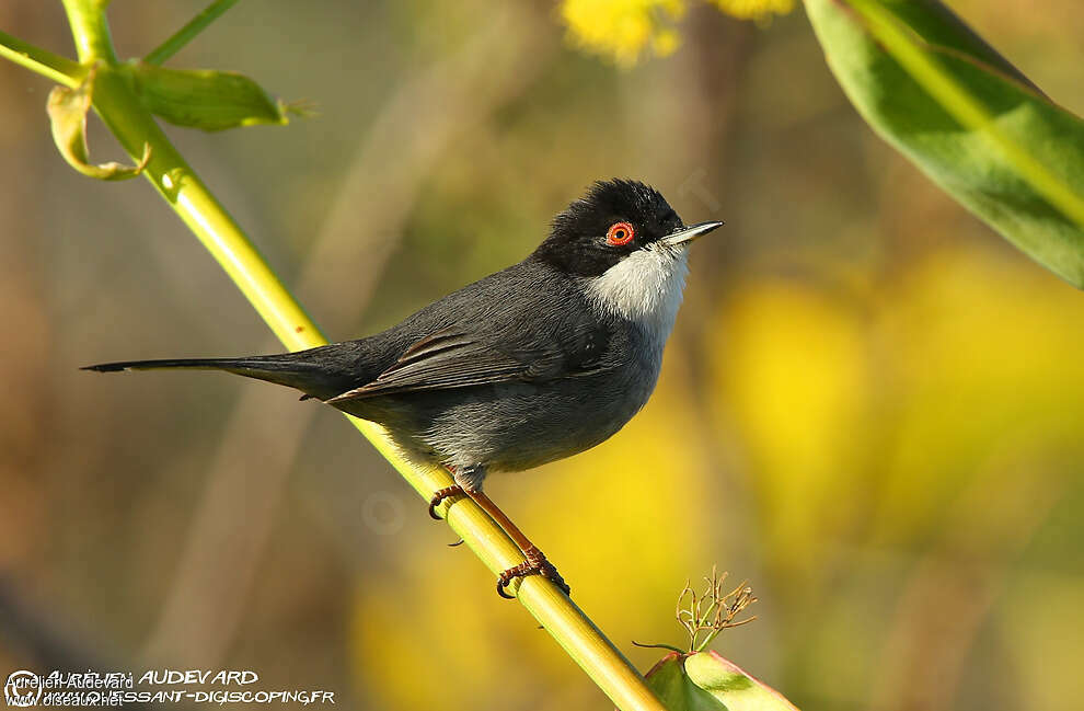 Sardinian Warbler male adult breeding, pigmentation