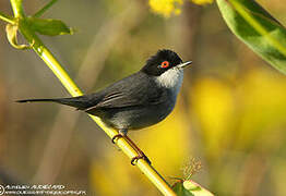 Sardinian Warbler