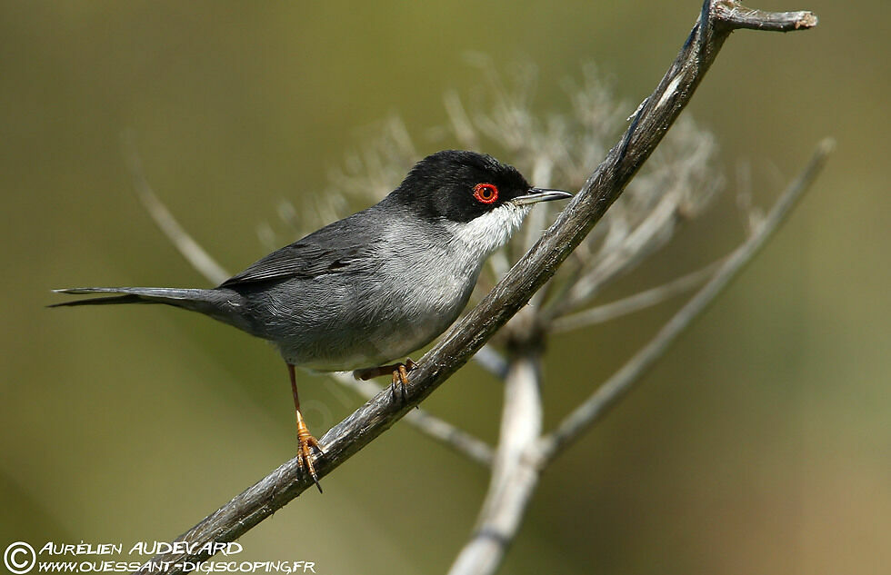 Sardinian Warbler