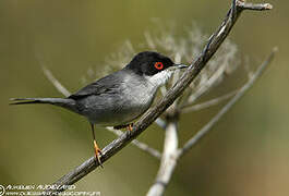 Sardinian Warbler