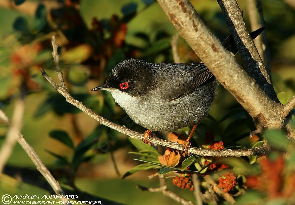 Sardinian Warbler