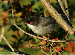 Sardinian Warbler