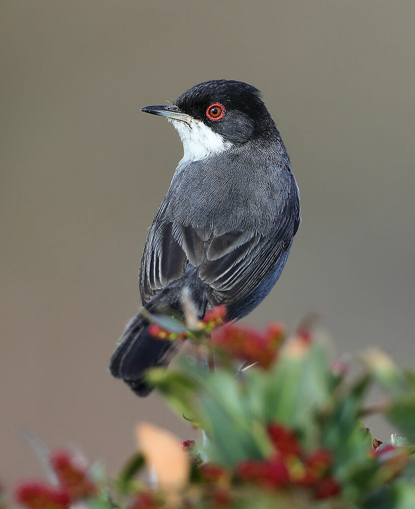 Sardinian Warbler male adult breeding, identification