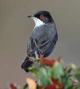 Sardinian Warbler