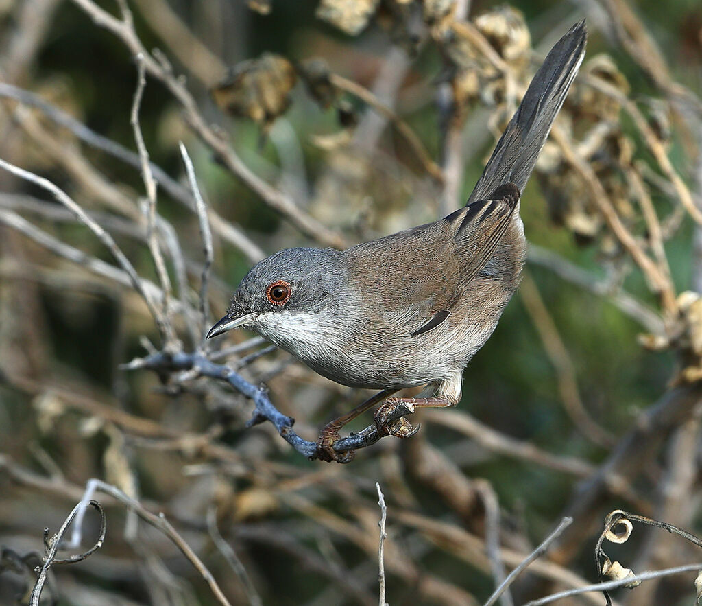 Sardinian Warbler female, identification