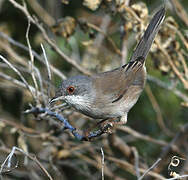 Sardinian Warbler