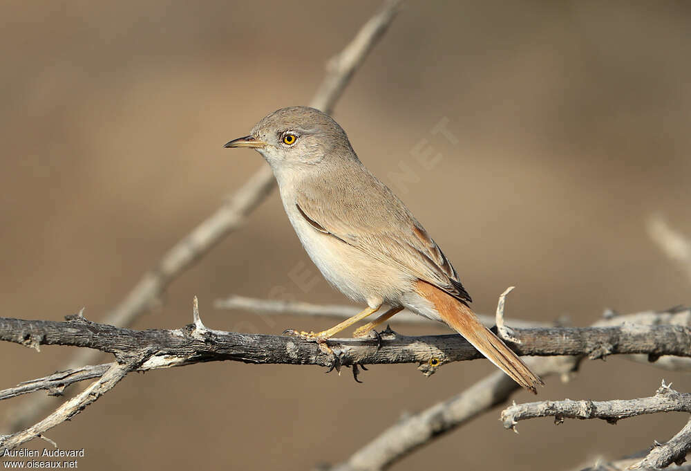 Asian Desert Warbleradult, identification