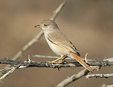 Asian Desert Warbler