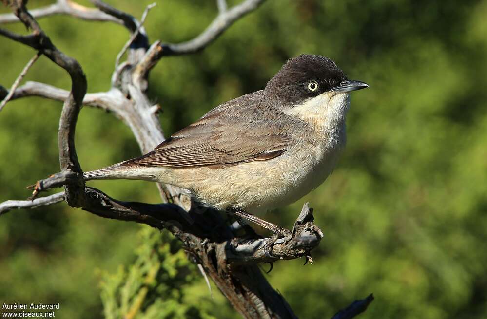 Western Orphean Warbler male adult breeding, close-up portrait