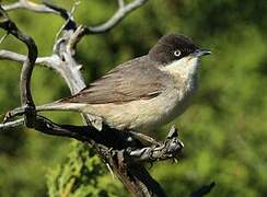 Western Orphean Warbler