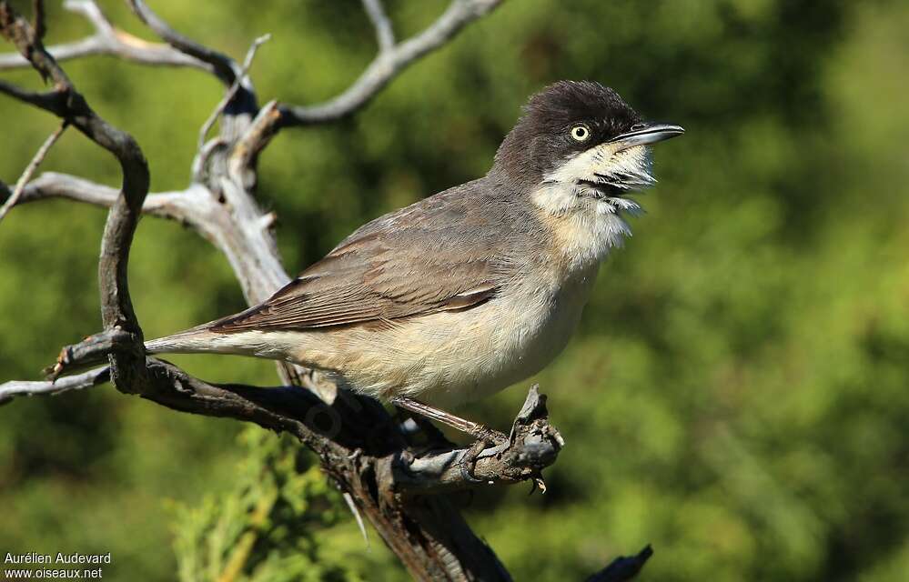 Western Orphean Warbler male adult, pigmentation, song, Behaviour