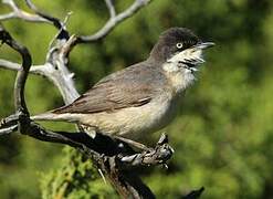 Western Orphean Warbler