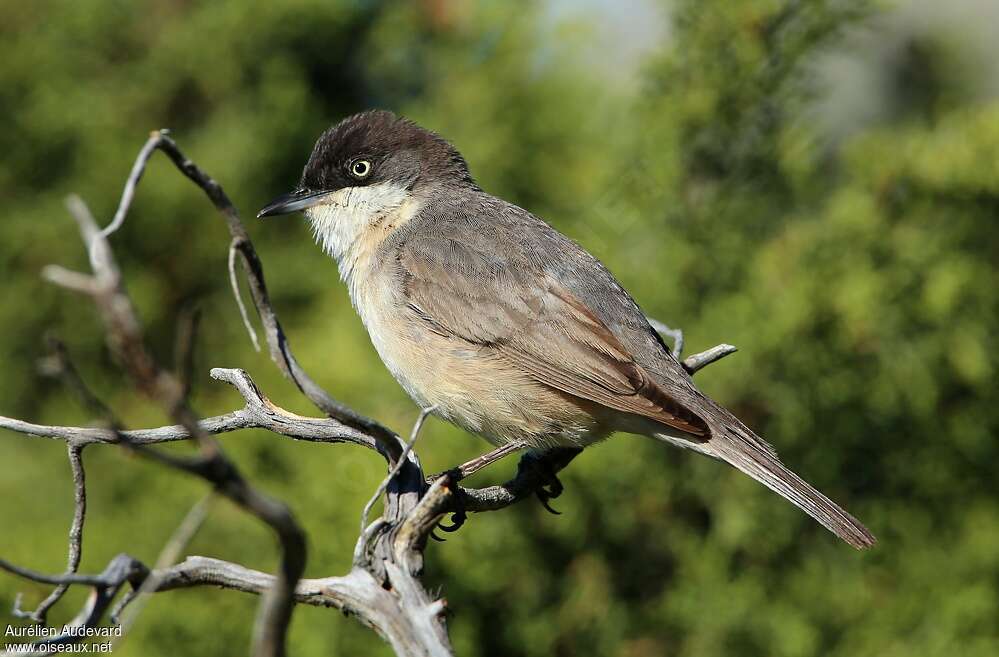 Western Orphean Warbler male adult, identification