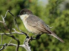 Western Orphean Warbler