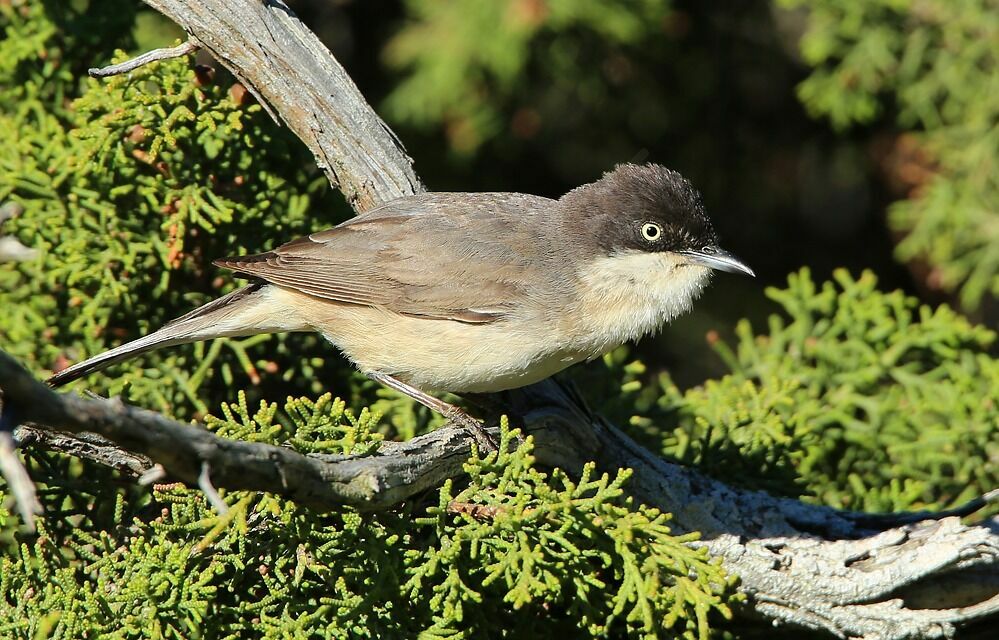 Western Orphean Warbler male, identification