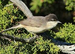 Western Orphean Warbler