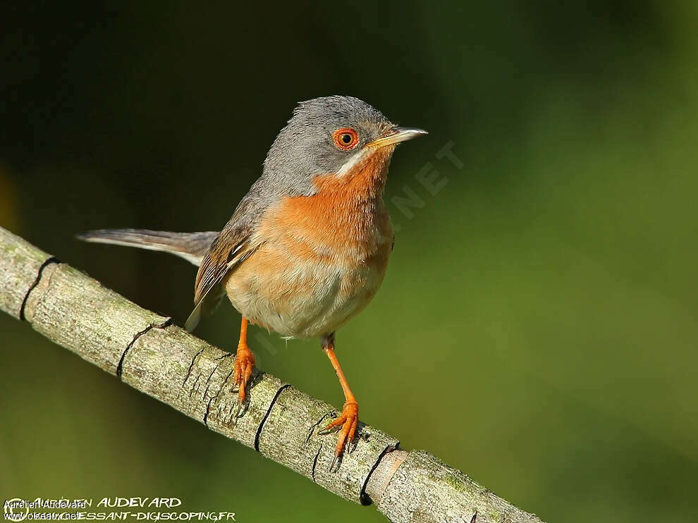 Fauvette passerinette mâle adulte nuptial, identification