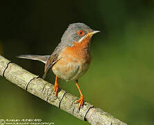 Subalpine Warbler