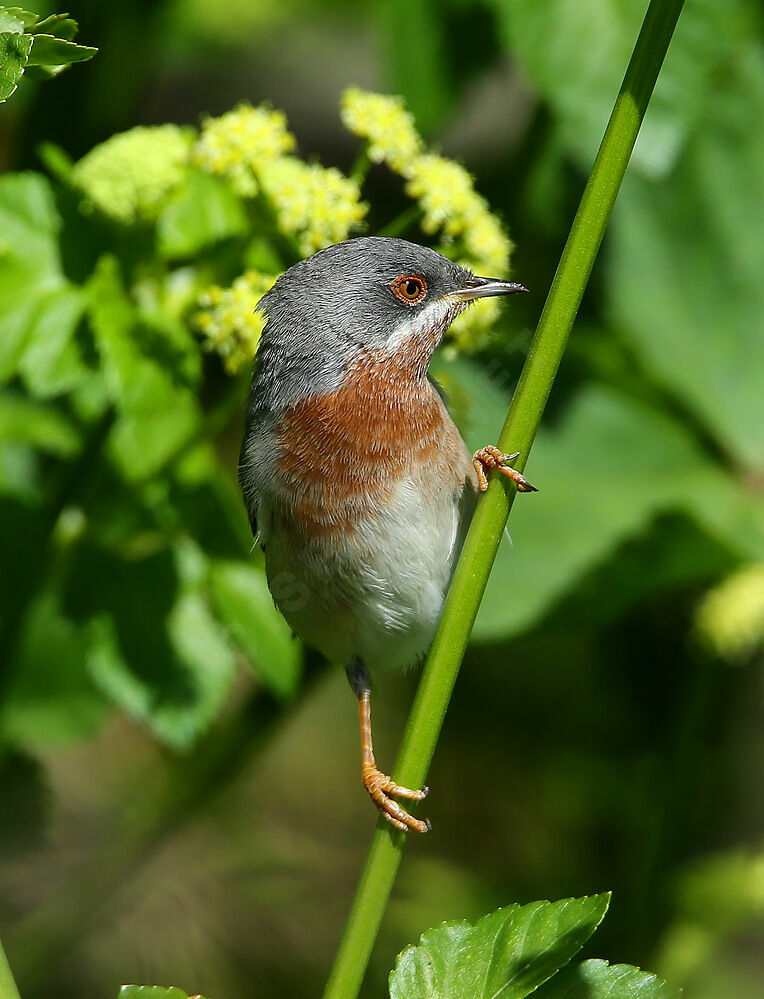 Western Subalpine Warbler